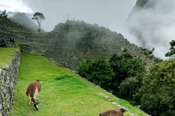 two brown llamas