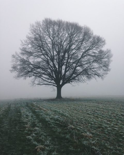 leafless tree on green grass field