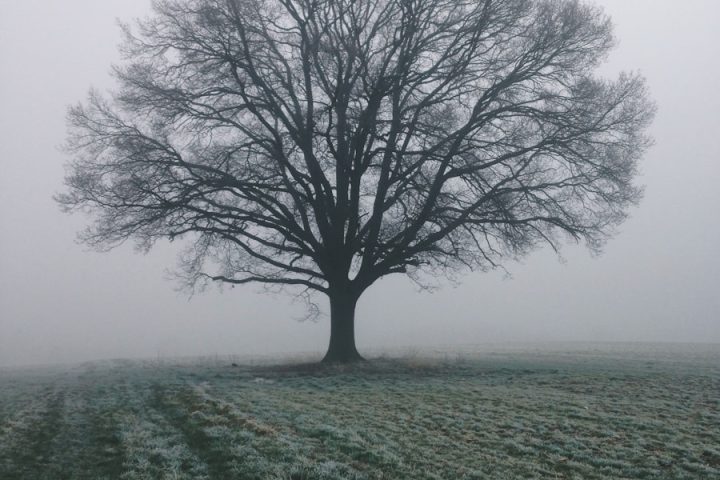 leafless tree on green grass field