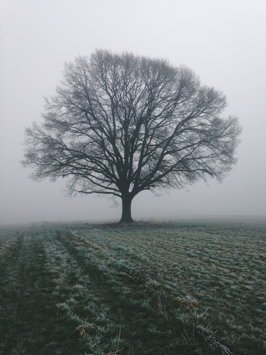 leafless tree on green grass field