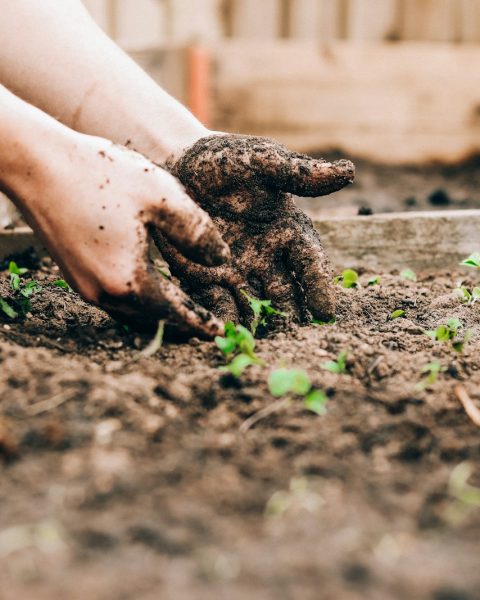 person holding brown and black frog