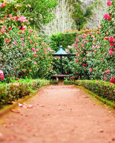 brown pathway between green plants