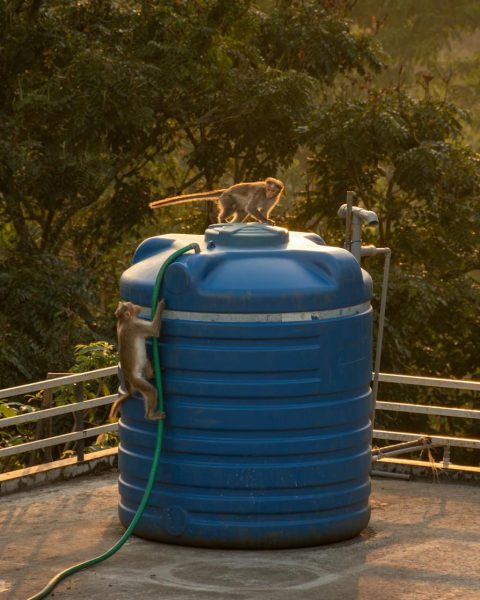 Two monkeys climbing a large blue water tank on a terrace surrounded by trees.