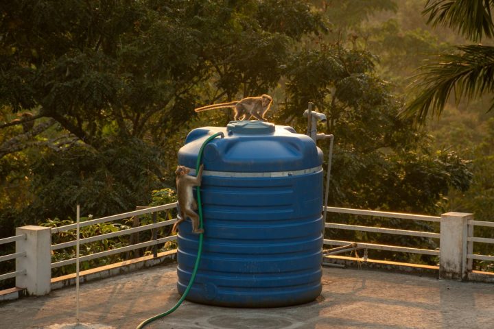 Two monkeys climbing a large blue water tank on a terrace surrounded by trees.