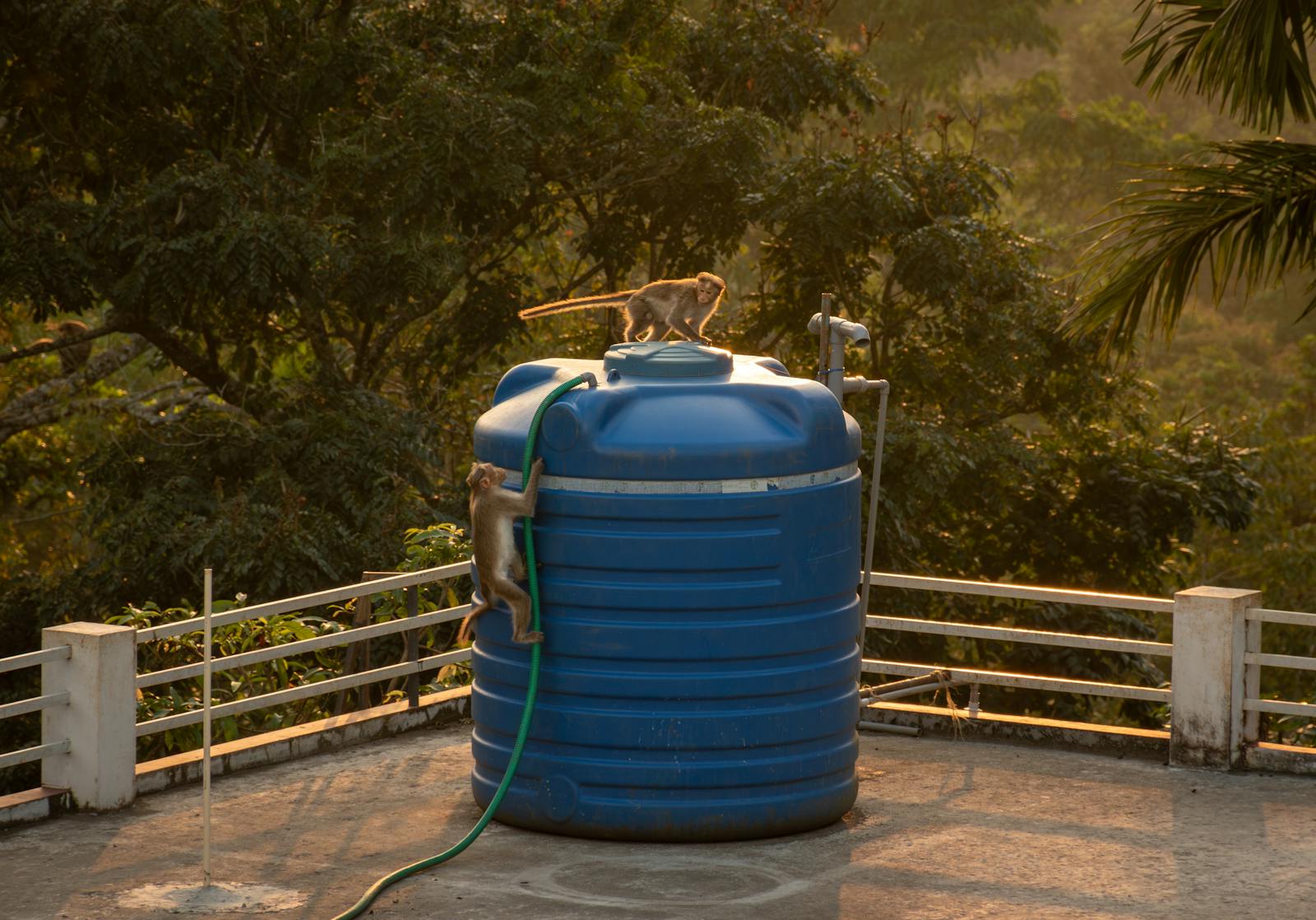 Two monkeys climbing a large blue water tank on a terrace surrounded by trees.