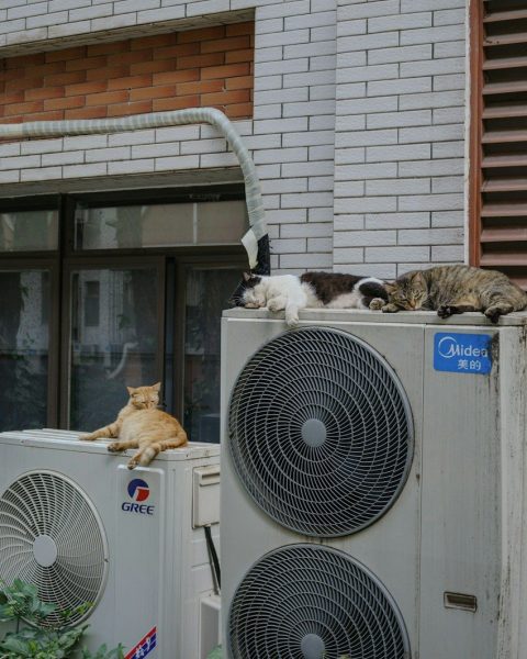 Cats relax on top of air conditioning units.