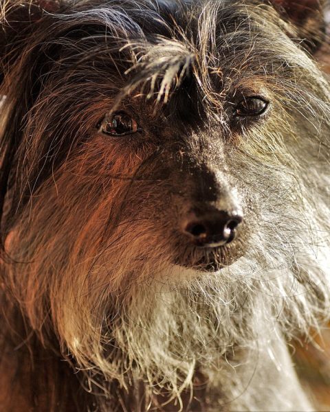 Een Chinese Kuifhond met opvallende kuif en uitstekende tanden, een van de vaste kanshebbers voor de titel lelijkste hond ter wereld