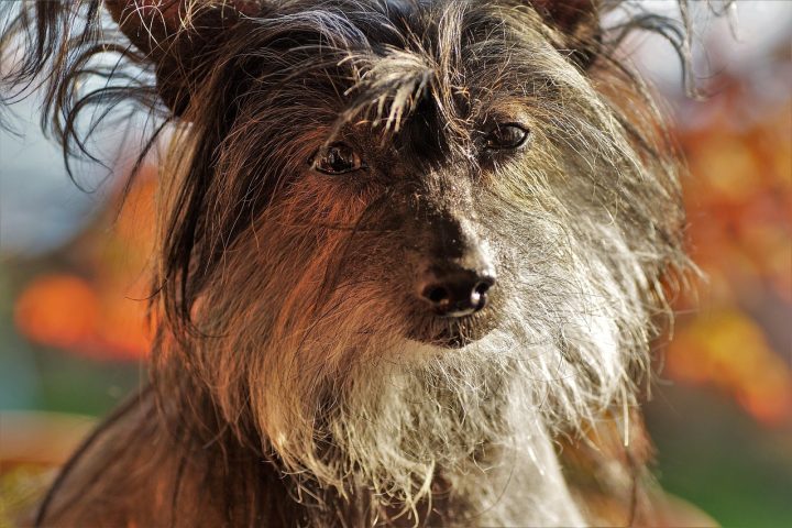 Een Chinese Kuifhond met opvallende kuif en uitstekende tanden, een van de vaste kanshebbers voor de titel lelijkste hond ter wereld