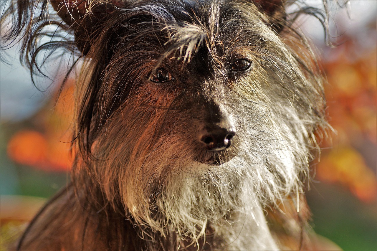 Een Chinese Kuifhond met opvallende kuif en uitstekende tanden, een van de vaste kanshebbers voor de titel lelijkste hond ter wereld
