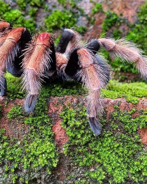 Een grote, harige vogelspinspin van dichtbij gefotografeerd op een houten ondergrond