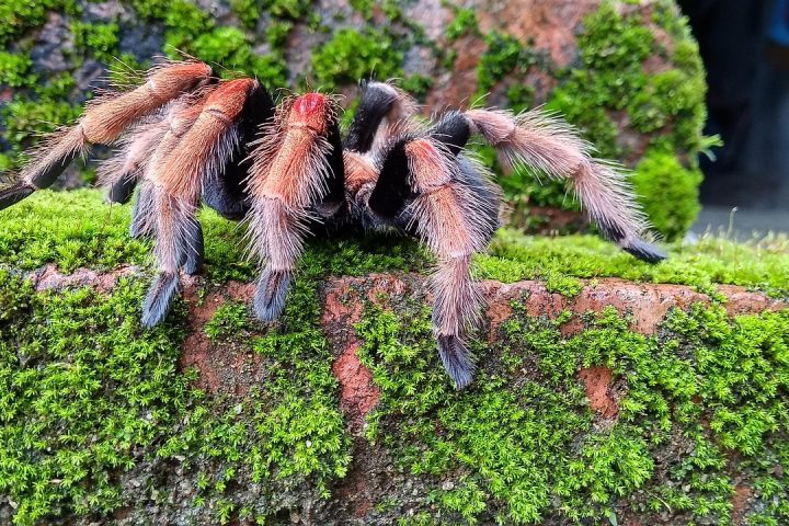 Een grote, harige vogelspinspin van dichtbij gefotografeerd op een houten ondergrond