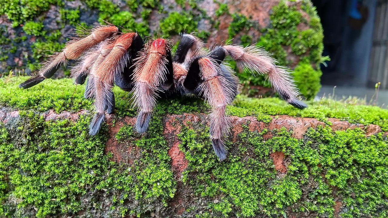 Een grote, harige vogelspinspin van dichtbij gefotografeerd op een houten ondergrond